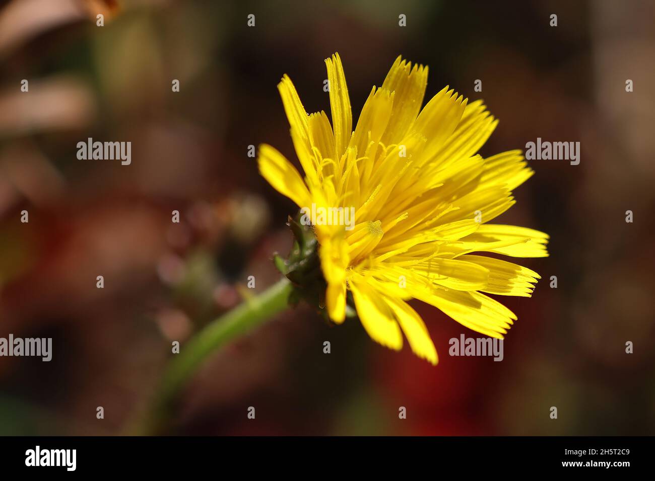 Blüte der weißweckensaumzunge (Picris hieracioides). Picris stammt aus dem griechischen Picros und bedeutet 'bitter', in Bezug auf den bitteren Geschmack einiger Arten Stockfoto