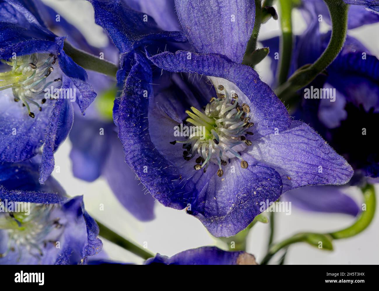 Monkshood, Aconitum Carmichaelii‚ Arendsii. Botanischer Garten, KIT, Karlsruhe, Deutschland, Europa Stockfoto