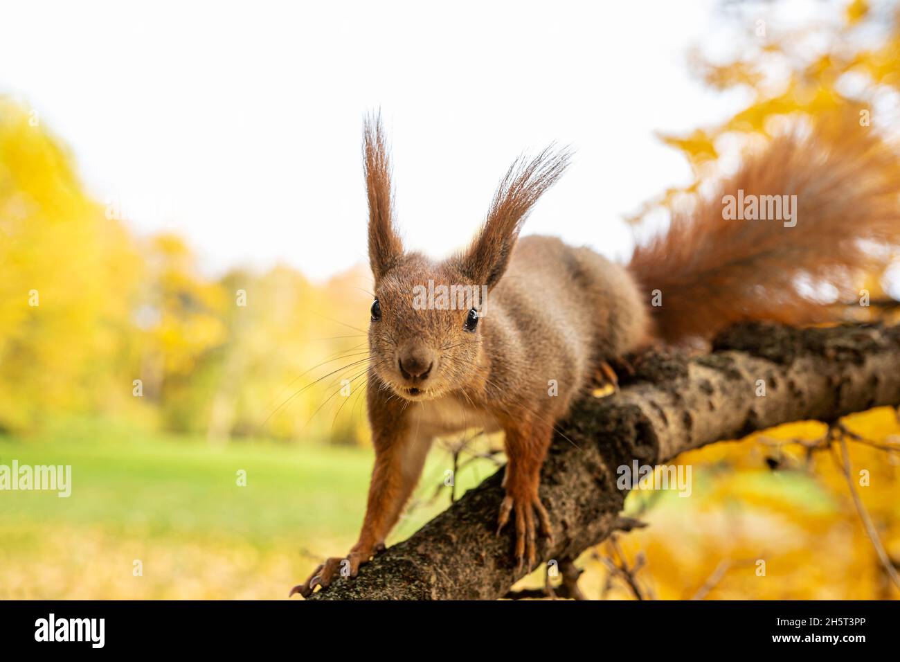 Rotes Eichhörnchen oder Sciurus vulgaris am Baumzweig aus der Nähe. Porträt von lustigen niedlichen Nagetier Blick auf die Kamera, selektive Fokus. Herbstpark Hintergrund. Stockfoto
