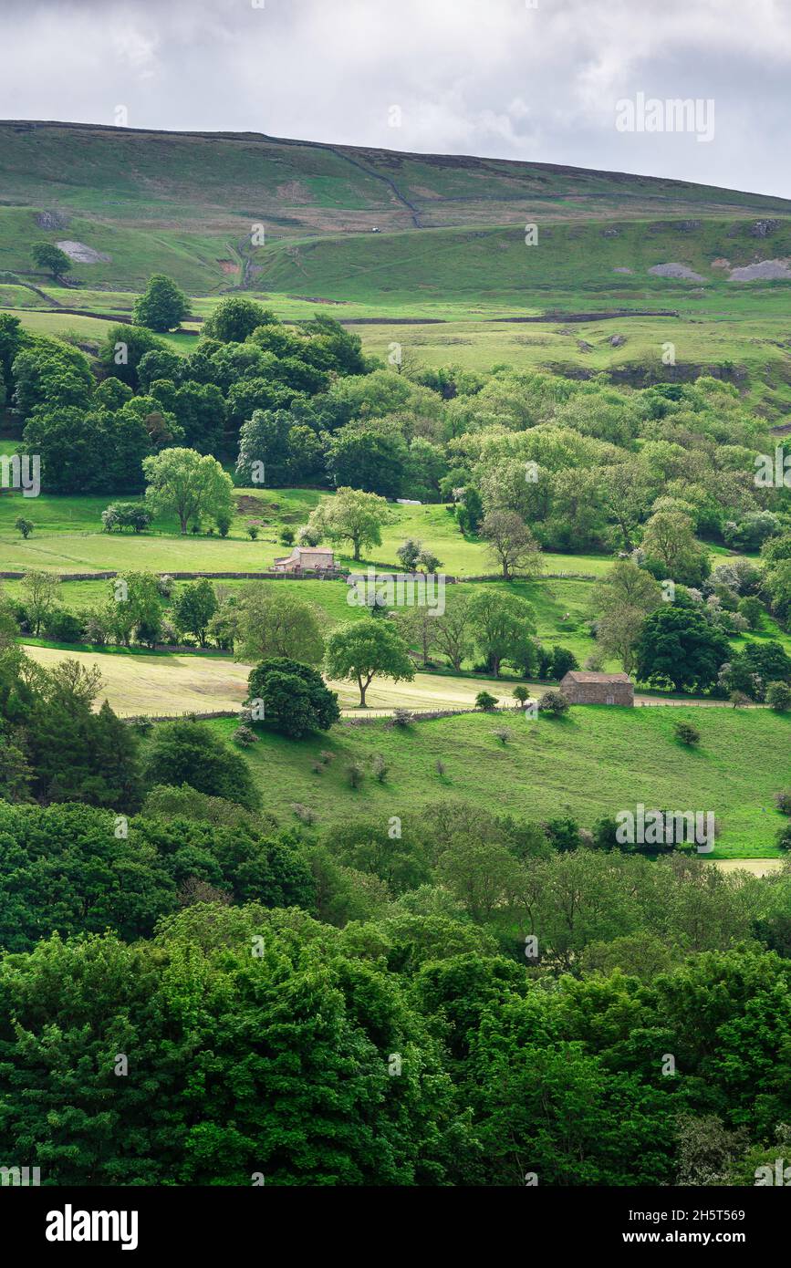 Yorkshire Countryside, Blick auf die traditionelle Hügellandschaft in Wensleydale, Yorkshire Dales National Park, North Yorkshire, England, Großbritannien Stockfoto