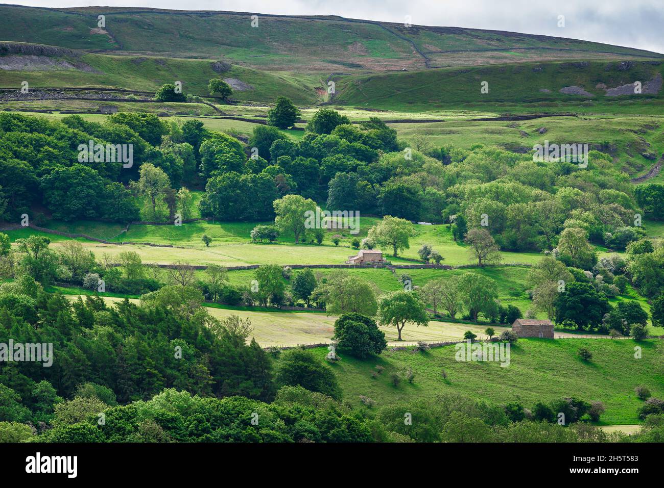 Wensleydale Yorkshire, Blick auf das traditionelle Hügelland in Wensleydale, Yorkshire Dales National Park, North Yorkshire, England, Großbritannien Stockfoto