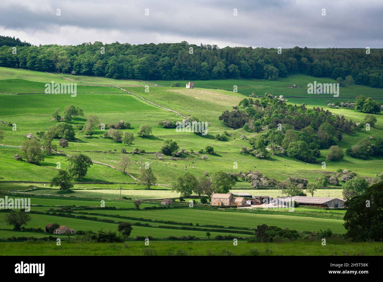 Landschaft Englands, Blick im Sommer auf traditionelle Hanglandflächen in Wensleydale, Yorkshire Dales National Park, North Yorkshire, England, Großbritannien Stockfoto