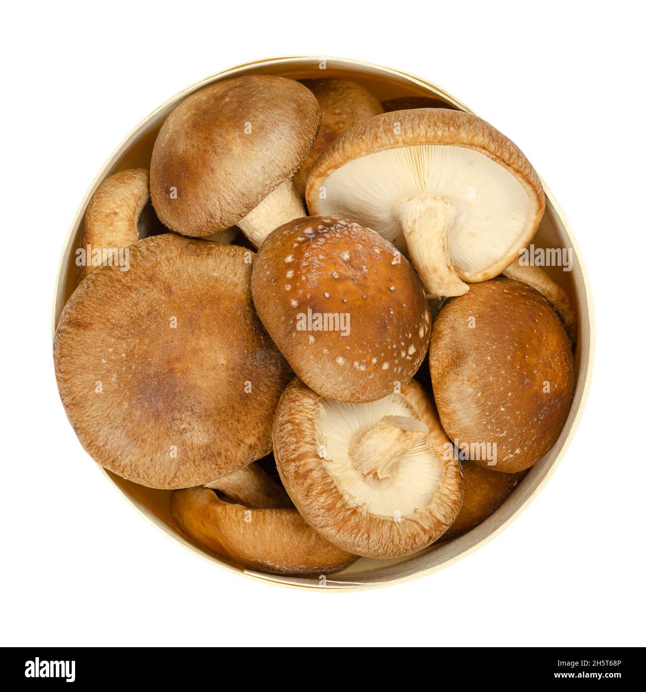 Frische ganze Shiitake-Pilze, in einer runden Balsaholzkiste. Lentinula edodes, essbare Pilze, aus Ostasien, auch in der traditionellen Medizin verwendet. Stockfoto