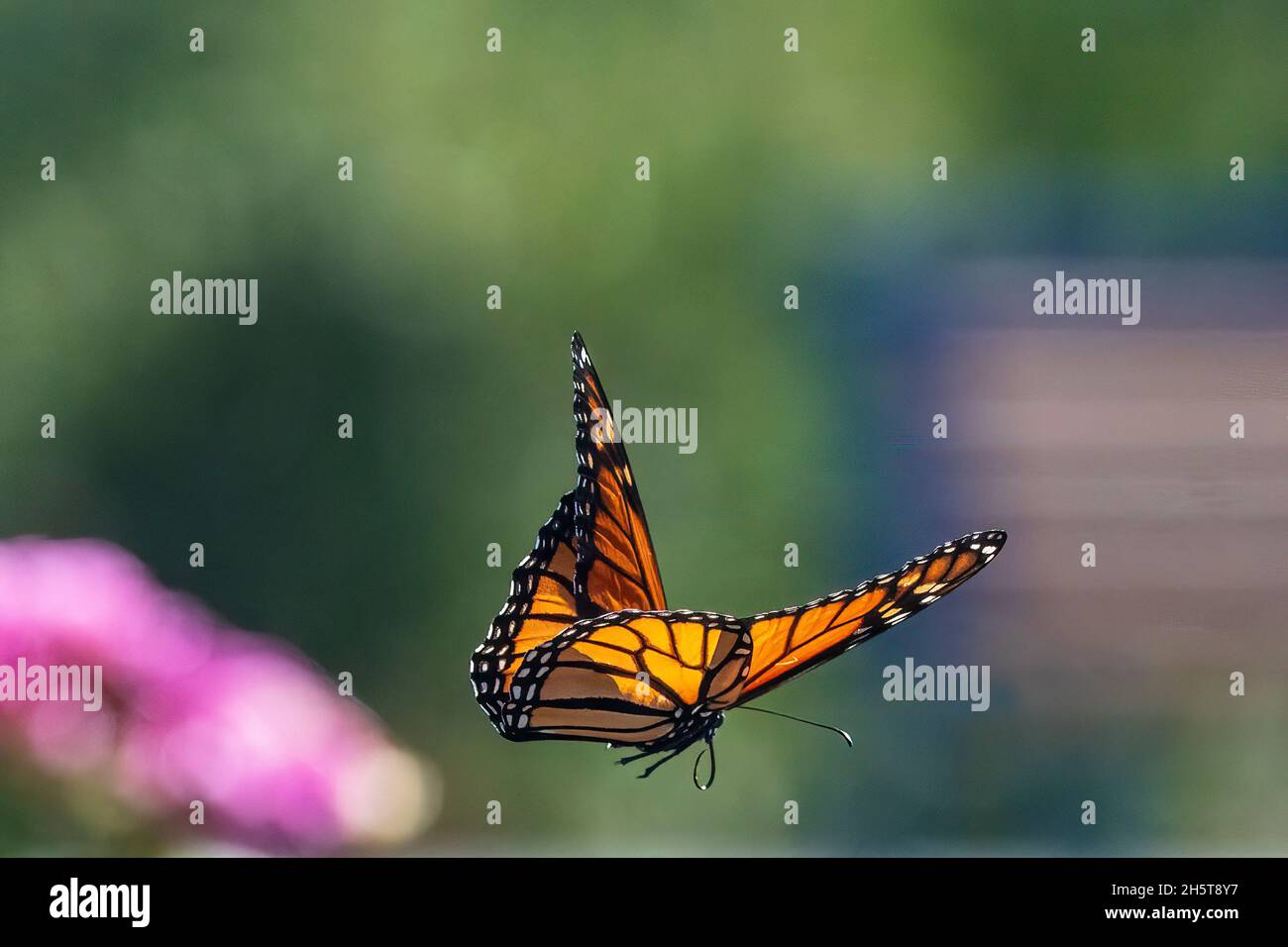 Monarch Schmetterling Flug während Herbst Migration Stockfoto