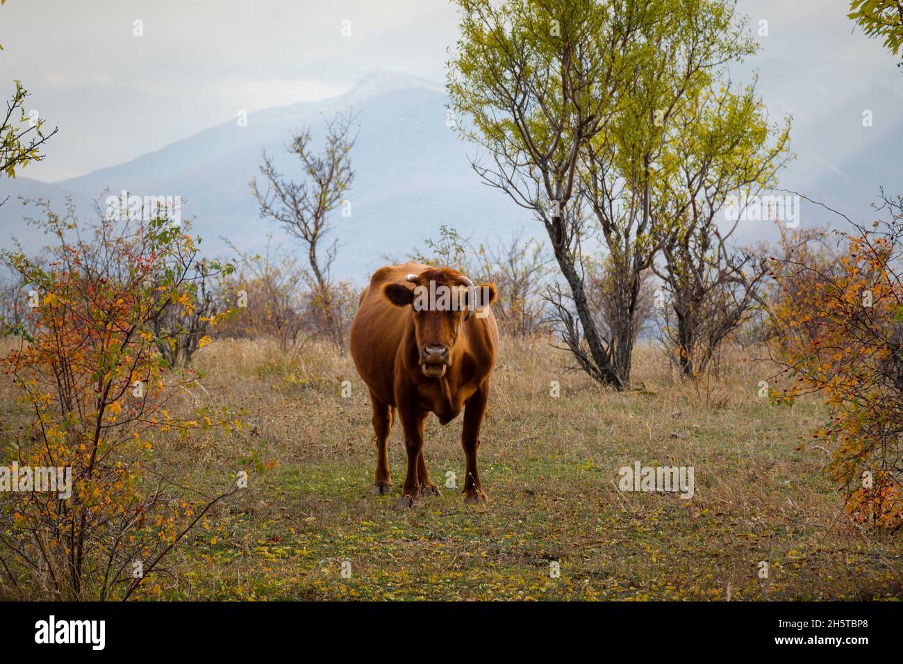Eine rote Kuh grast auf einer Wiese vor dem Hintergrund der Wälder Berge. Farbenfrohe Herbstlandschaft. Die helle feurige Farbe einer Kuh. Porträt eines Stockfoto Eine rote Kuh grast auf einer Wiese vor dem Hintergrund der Wälder Berge. Farbenfrohe Herbstlandschaft. Die helle feurige Farbe einer Kuh. Porträt eines Stockfoto