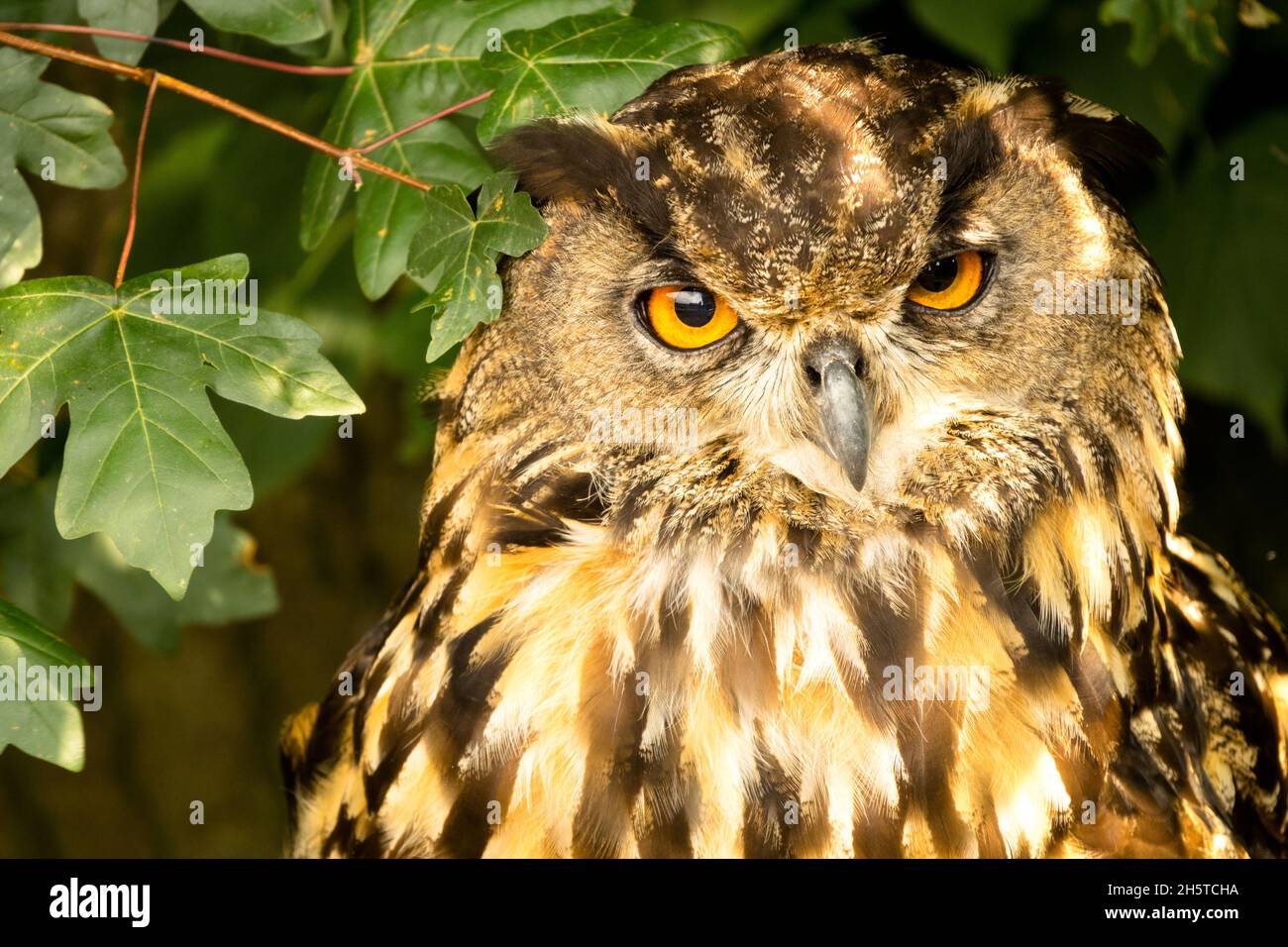 Eurasische Uhu, Bubo Bubo, sitzt in einem Ahorn, geht Stockfoto