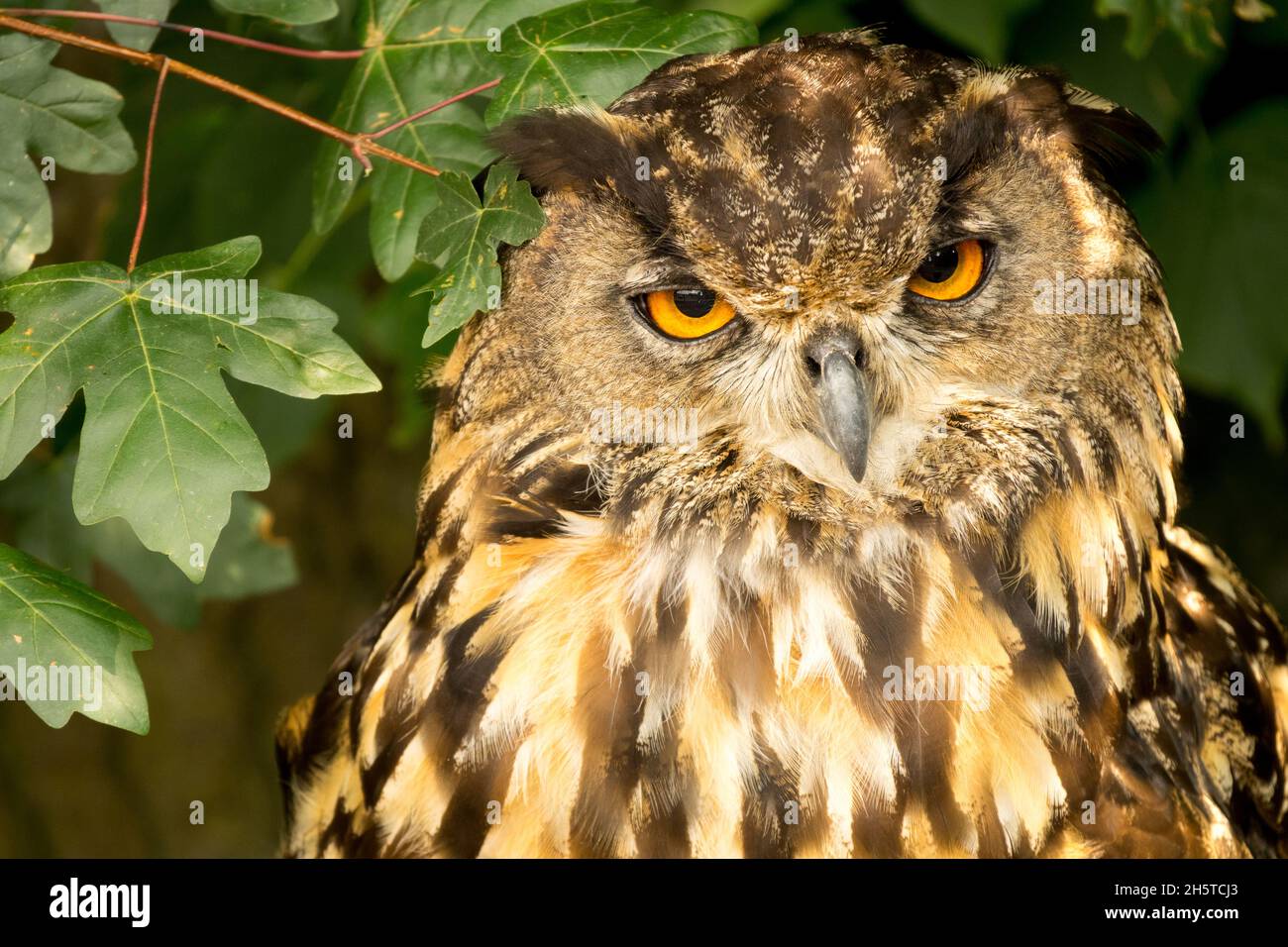 Eurasische Uhu, Bubo Bubo starrt aus dem wachsenden Ahornblatt Stockfoto