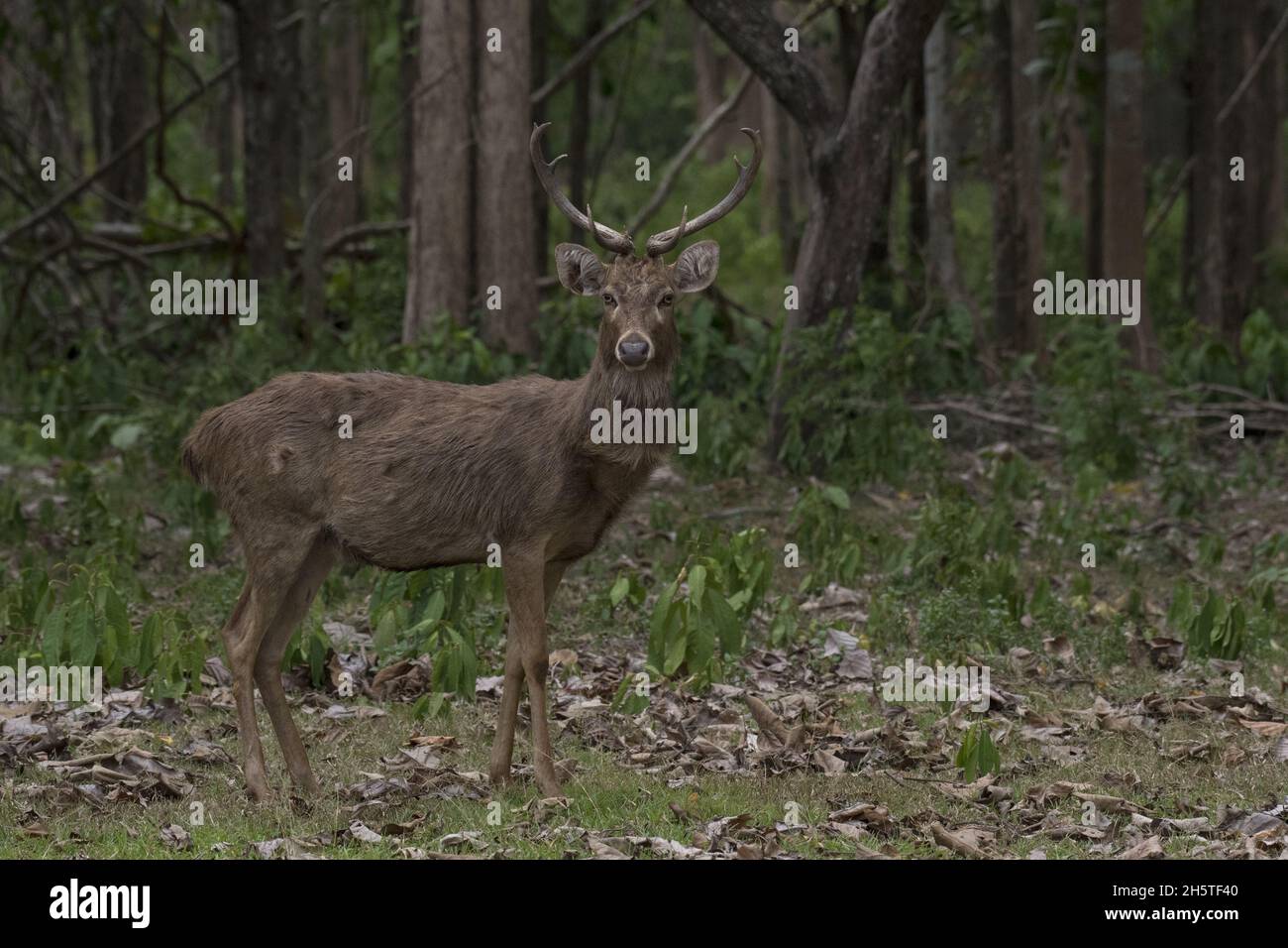 Eldhirsche (Rucervus eldii) im Wald in Thailand Stockfoto