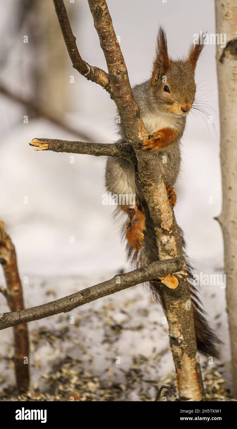 Rotes Eichhörnchen, Sciurus vulgaris beim Besteigen eines Baumes, Schwedisch Lappland Stockfoto