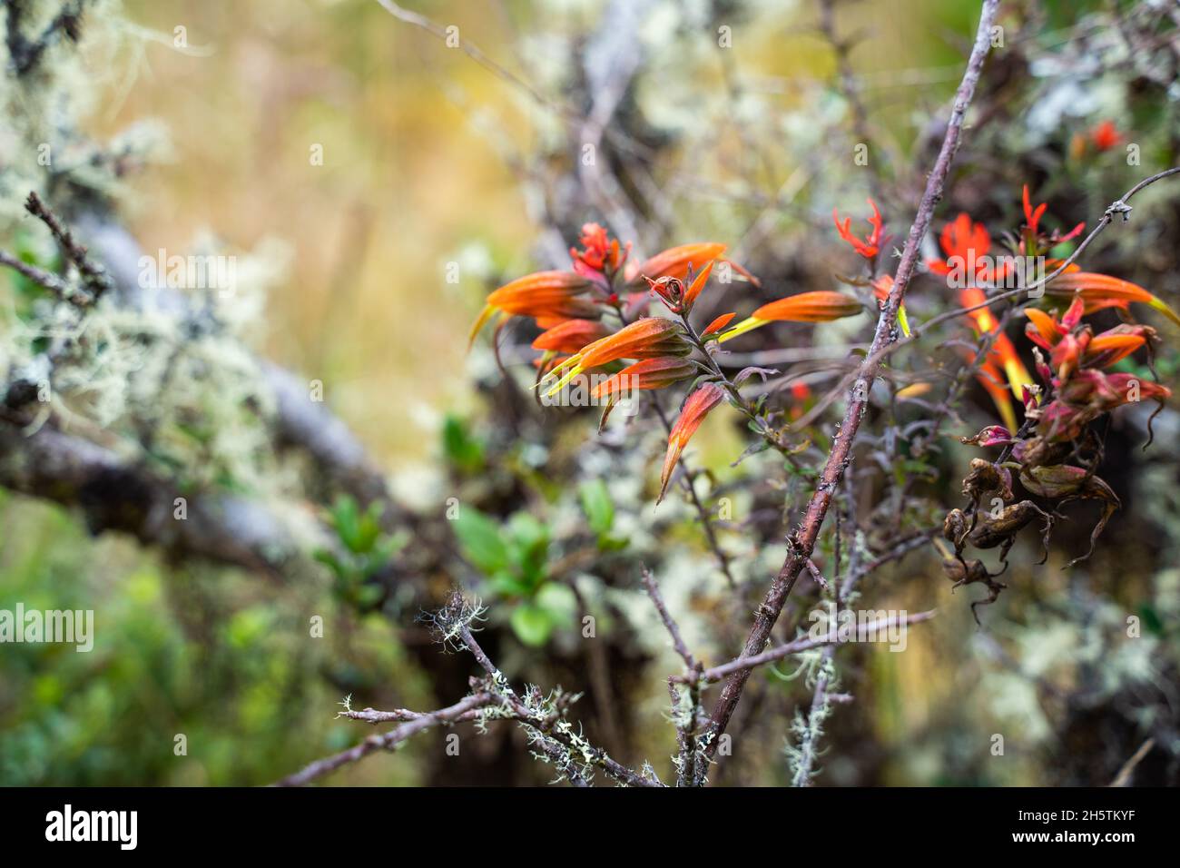 Wanderung zum Paramo de Guacheneque, dem Geburtsort des Flusses Bogota. Typische Pflanze der andenvegetation. In Villapinzón, Cundinamarca, Kolumbien Stockfoto