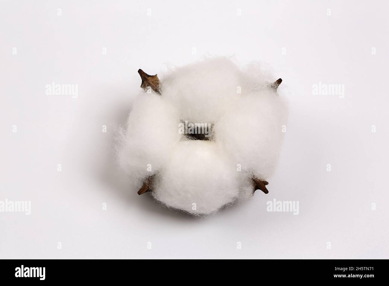 Cotone blüht auf weißem Hintergrund. Platz kopieren, für den Text platzieren. Draufsicht. Stockfoto