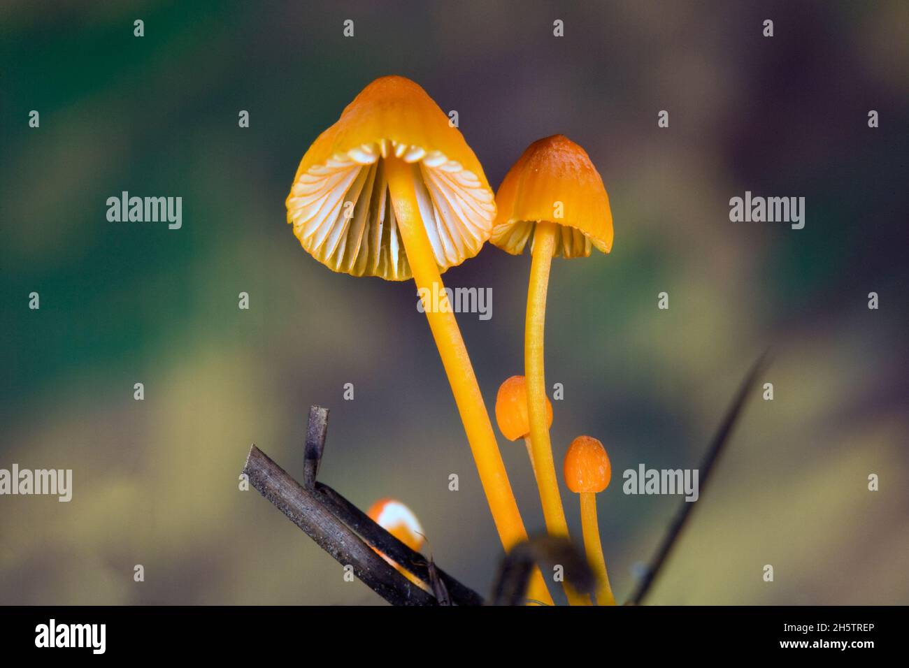 Leuchtend orange Mycena strobilinoides, wächst aus einem Teppich aus Tannennadeln in den Cascade Mountains im Zentrum von Oregon. Stockfoto