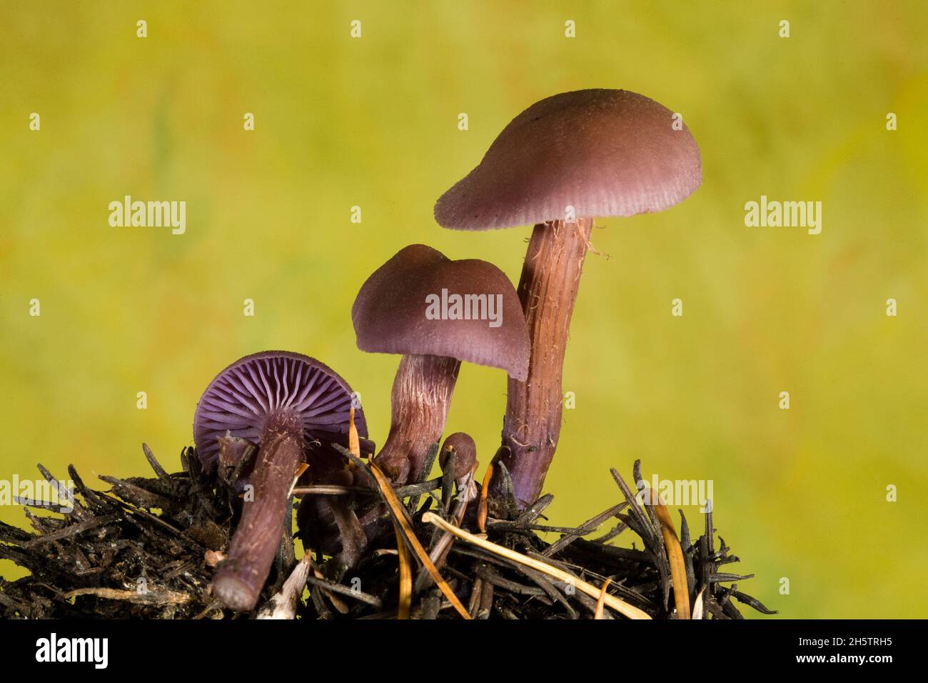 Laccaria amethysteo-occidentali Pilze, die auf der Ostseite der Cascade Mountains im Zentrum von Oregon wachsen. Stockfoto