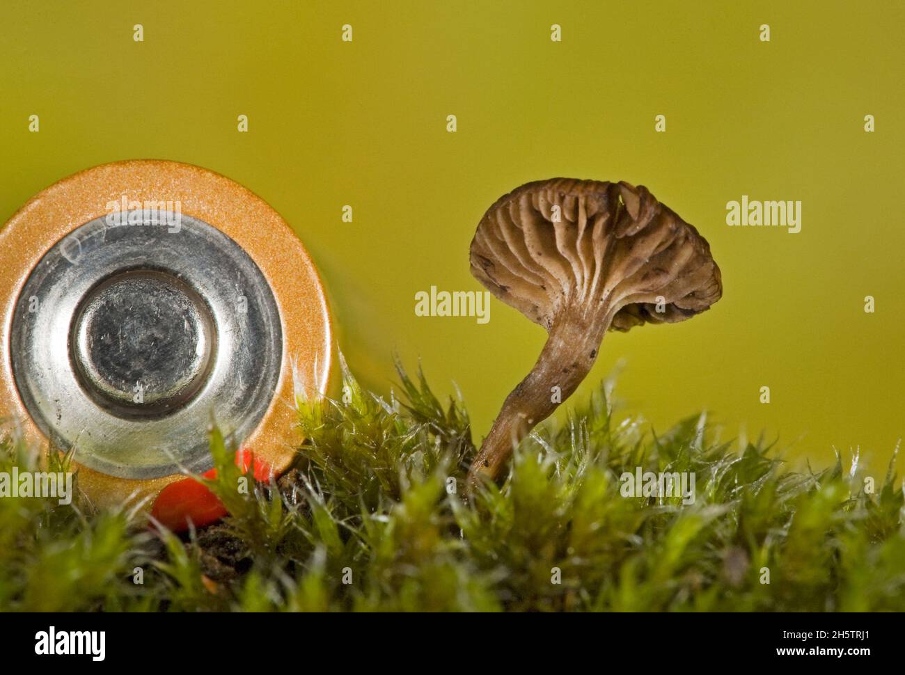 Kleine Mycena-Pilze, die in den Herbstwäldern in den Cascade Mountains im Zentrum von Oregon wachsen. Die AA-Batterie wurde dort zum Größenvergleich platziert. Stockfoto