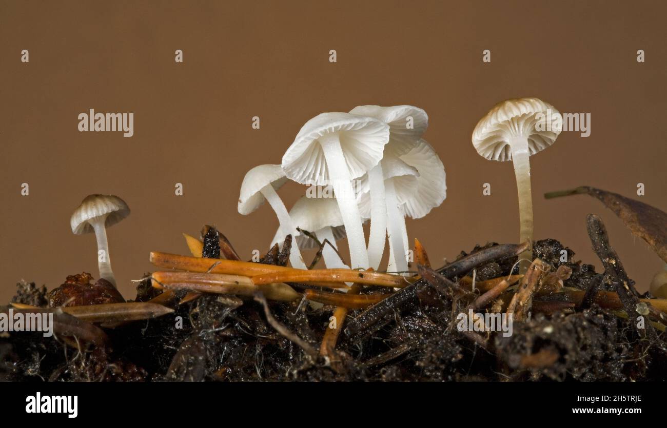 Kleine Mycena-Pilze, die zu den kleinsten Pilzen in der Natur gehören, wachsen aus dem Conifer-Detrius in den Cascade Mountains im Zentrum von Oregon. Stockfoto
