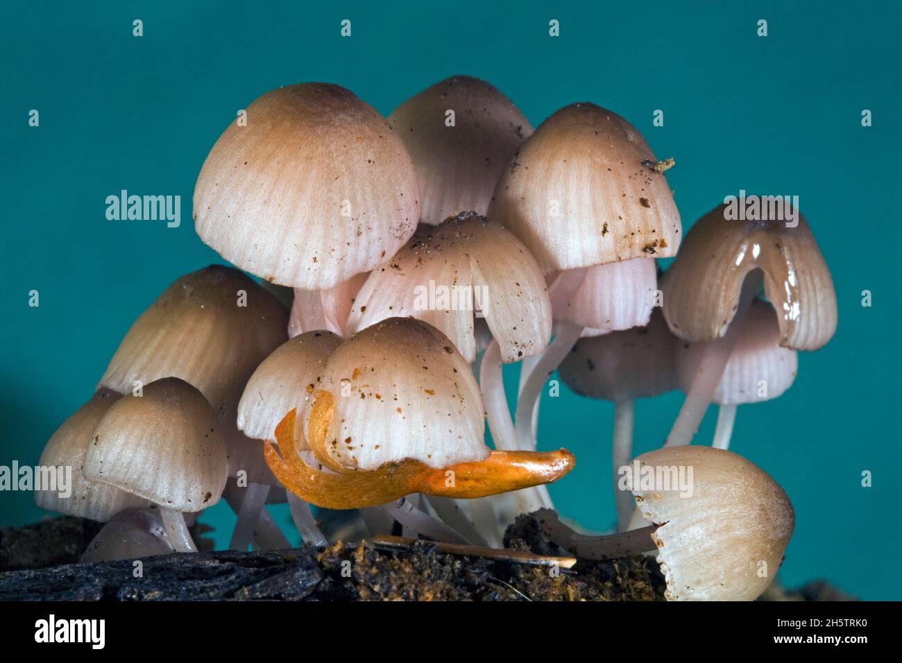 Kleine Mycena-Pilze, die zu den kleinsten Pilzen in der Natur gehören, wachsen aus dem Conifer-Detrius in den Cascade Mountains im Zentrum von Oregon. Stockfoto