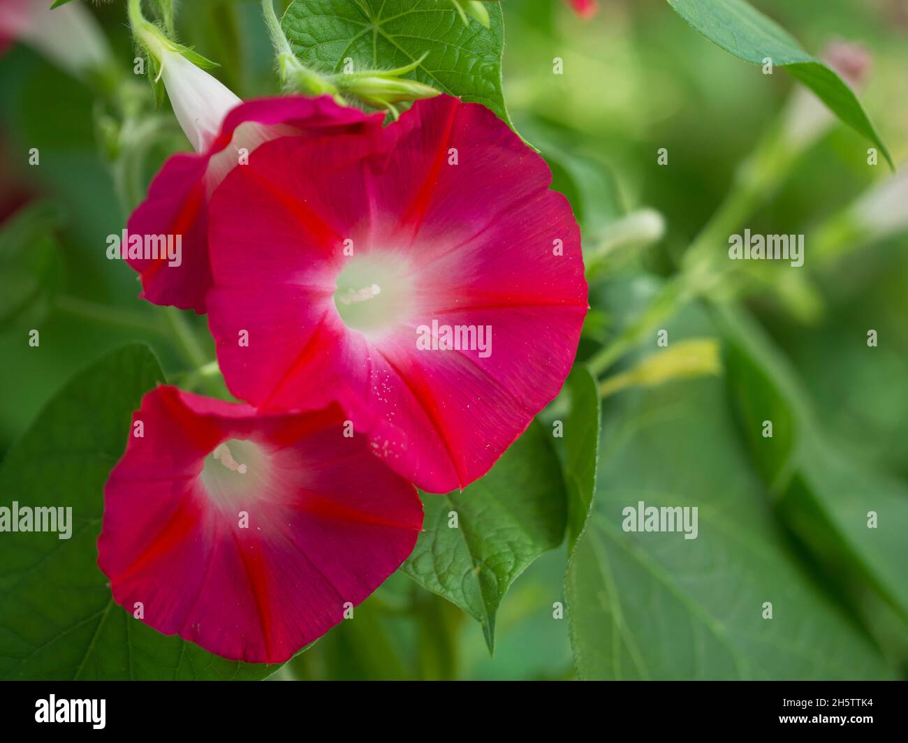 Zwei rosa ipomoea-Blüten, ein Makrofoto. Schöne Blüten von magentafarbener Farbe. Stockfoto