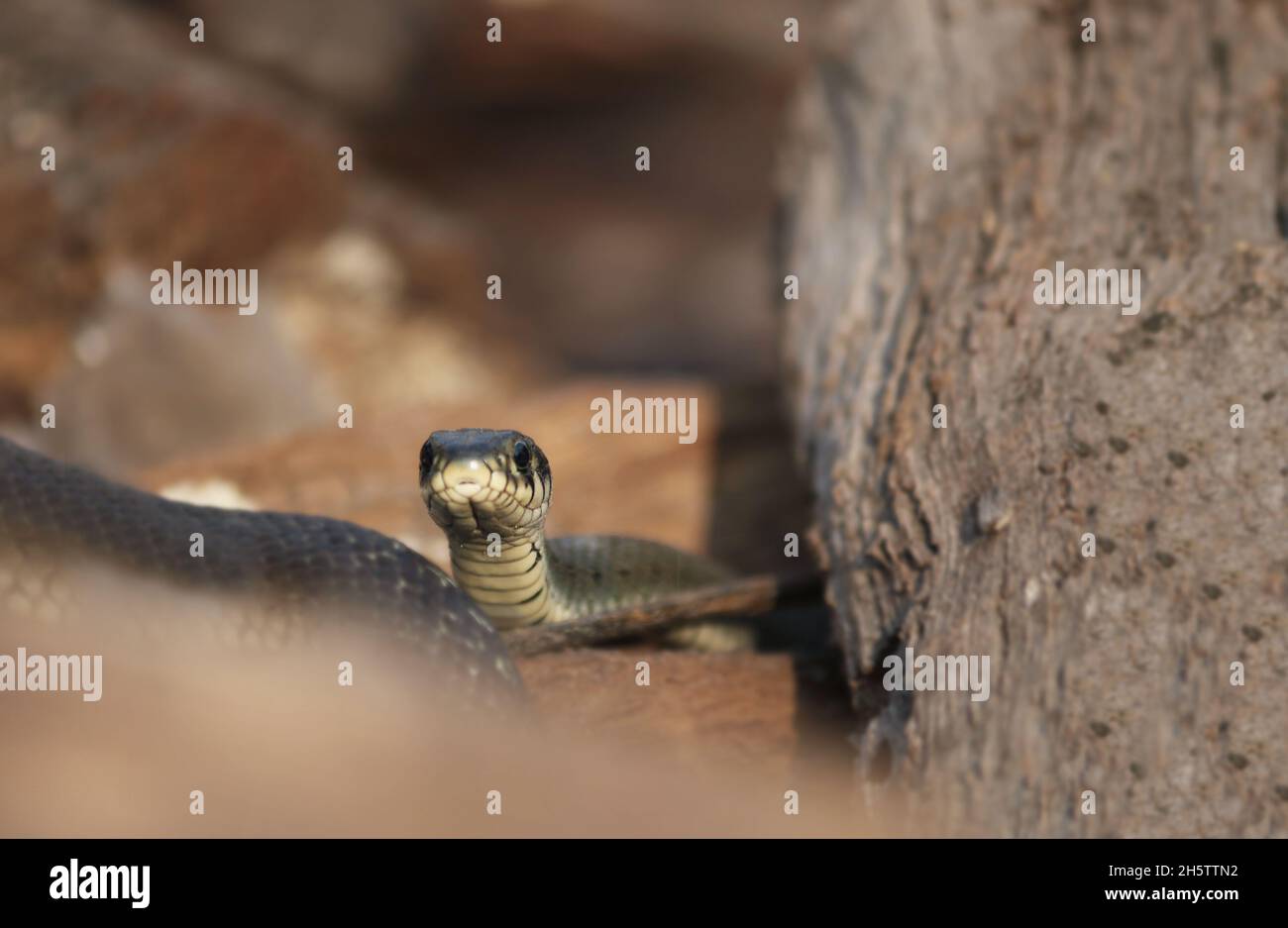 Wilde Schlangen auf einem hölzernen Hintergrund, Waldleben, Nahaufnahme Schlangenkopf, Tier Nahaufnahme. Copyspace. Stockfoto