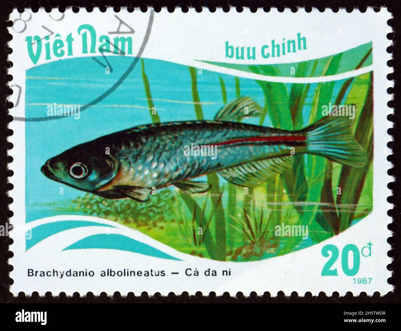 VIETNAM - UM 1988: Eine in Vietnam gedruckte Marke zeigt Perldanio, brachydanio albolineatus, eine Art tropischer Süßwasserfische, um 1988 Stockfoto