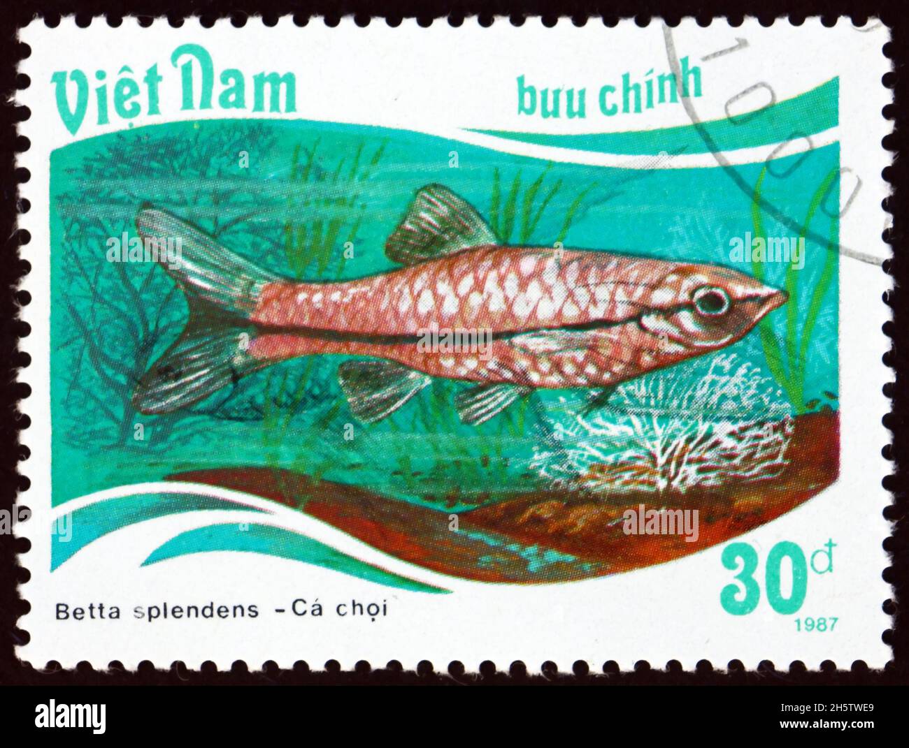 VIETNAM - UM 1988: Eine in Vietnam gedruckte Marke zeigt siamesische Kampffische, Betta splendens, eine Art tropischer Süßwasserfische, um 1988 Stockfoto