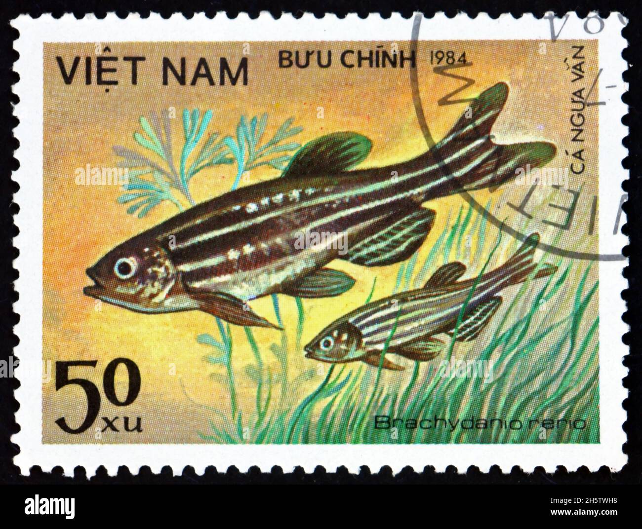 VIETNAM - UM 1984: Eine in Vietnam gedruckte Marke zeigt Zebrafisch, brachydanio rerio, eine Art tropischer Süßwasserfische, um 1984 Stockfoto