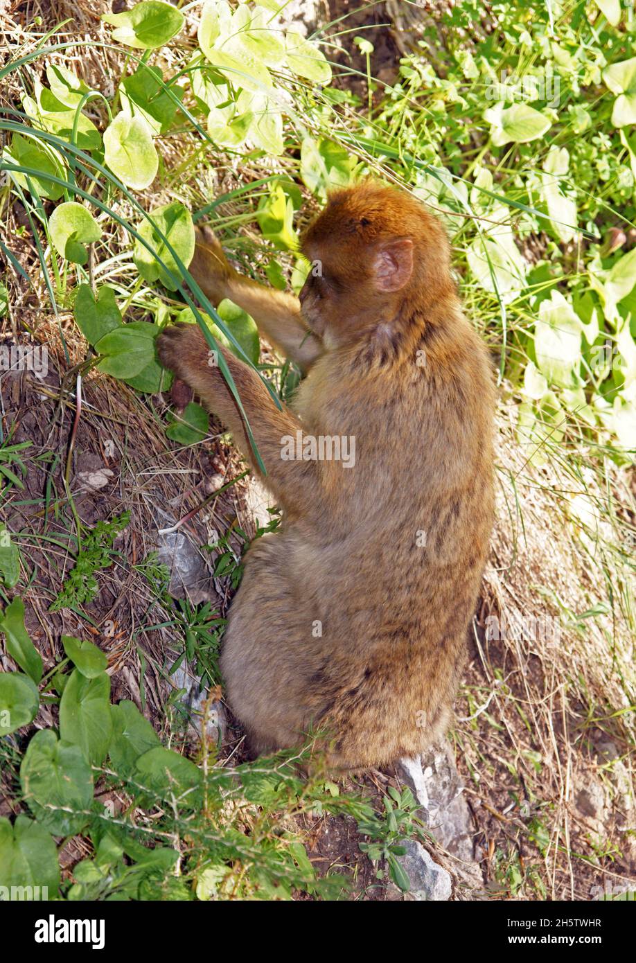 Ein Barbary Macaque auf dem Upper Rock von Gibraltar Stockfoto