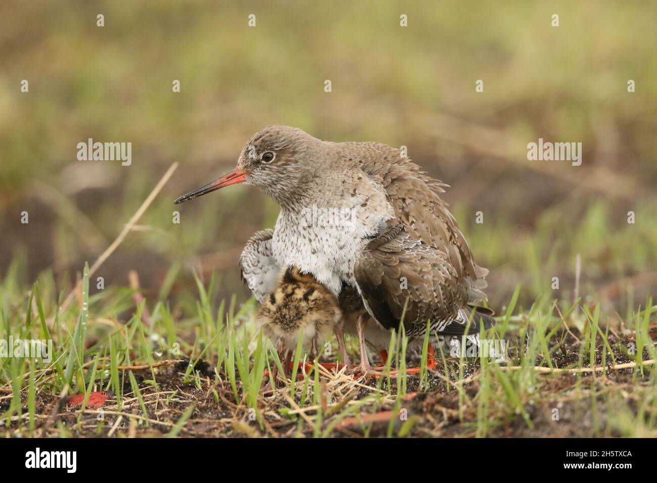 Ein erwachsener Rotschenkel, der die Küken unter sich vor Raubtieren oder dem kalten Wetter schützt. Das Bild wurde auf dem Machire von North Uist Scotland aufgenommen. Stockfoto