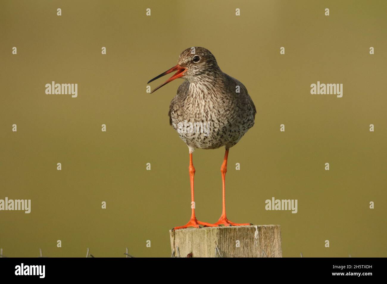 Rotschenkel bei einem Anruf nach dem Alarm, um Erwachsene und Küken in der Nähe auf eine Bedrohung aufmerksam zu machen. Der Anruf wird andere gefährdete Vögel warnen, sich bewusst zu sein! Stockfoto