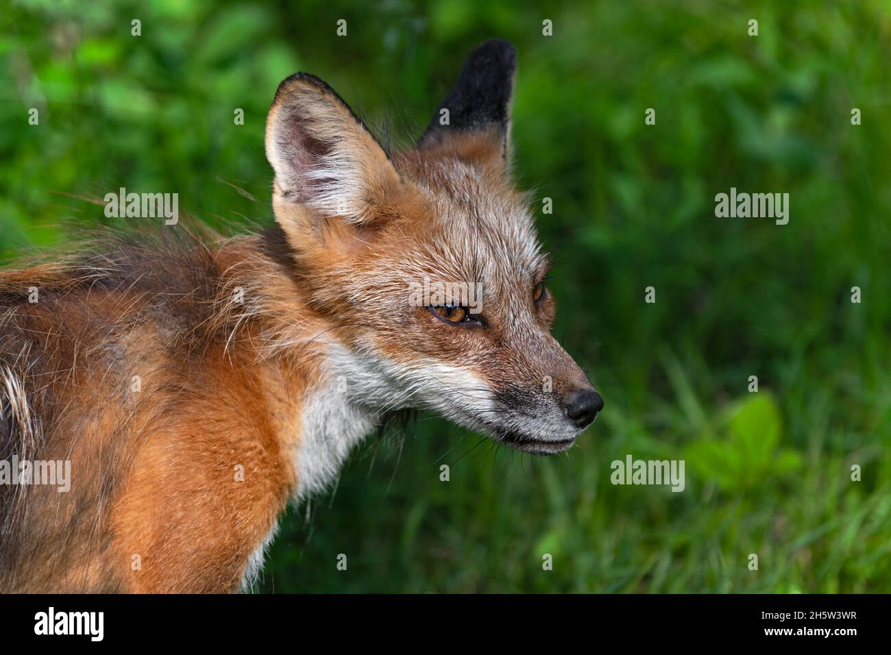 Erwachsener Rotfuchs (Vulpes vulpes) schaut seitwärts Sommer - Gefangenes Tier Stockfoto