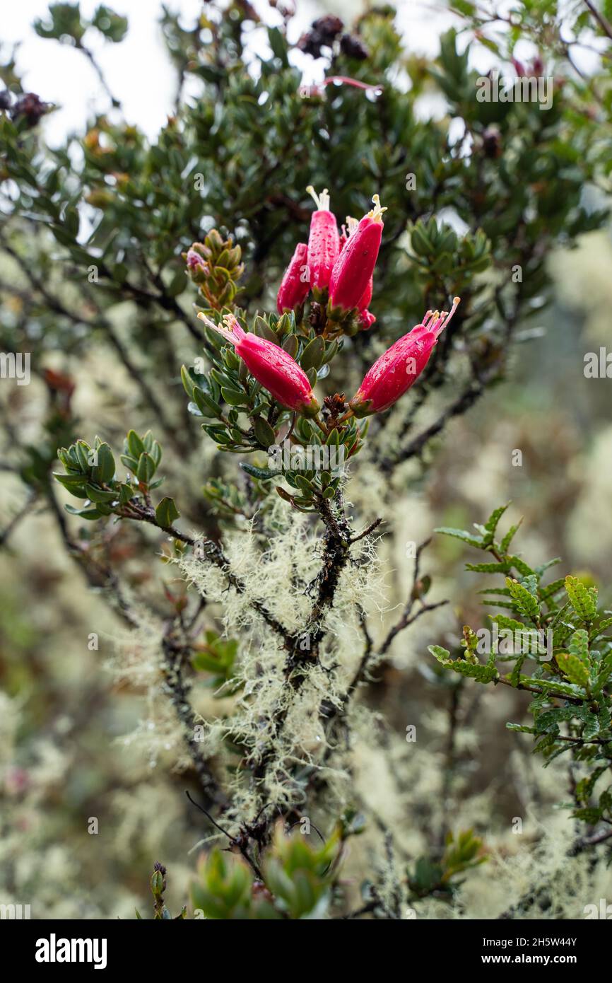 Wanderung zum Paramo de Guacheneque, dem Geburtsort des Flusses Bogota. Typische Pflanze der andenvegetation. In Villapinzón, Cundinamarca, Kolumbien Stockfoto