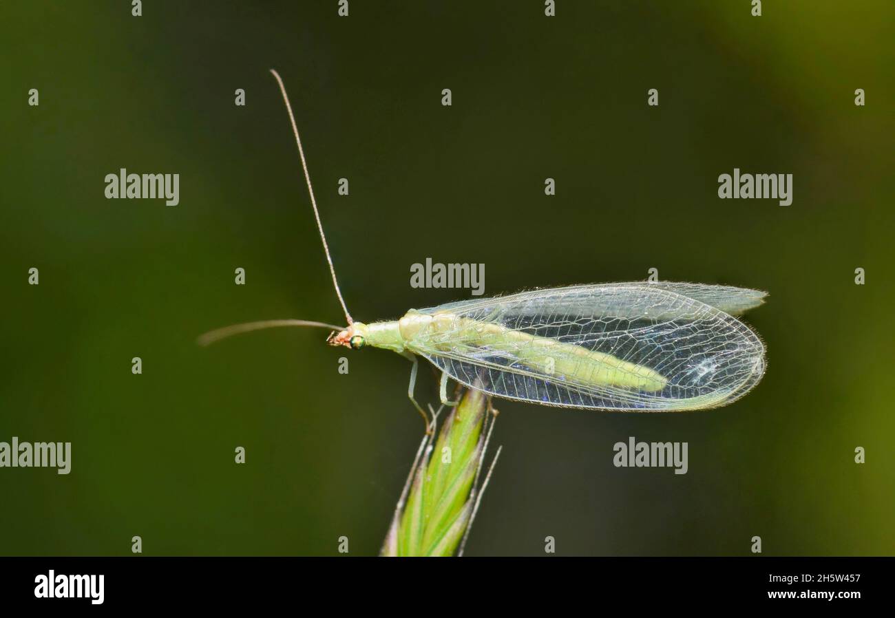 Adult Green Lacewing auf einem Grashalm in Houston, TX. Nützliche Kreaturen, die natürliche Räuber anderer Insektenschädlinge sind. Stockfoto