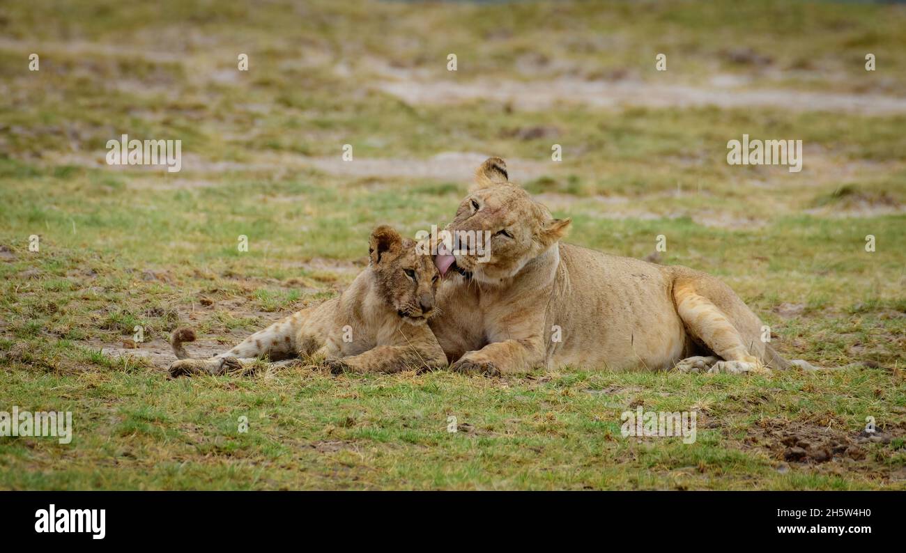 Löwin und Jungtier aus dem Maasai Mara Nationalpark Kenia, Afrika, Löwe und Jungtier, Simba Stockfoto