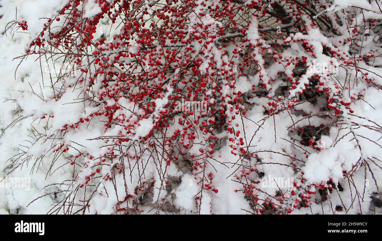 Ein großer Busch mit roten Beeren ist mitten im Herbst mit Schnee bedeckt. Schnee. Winterhintergrund Stockfoto