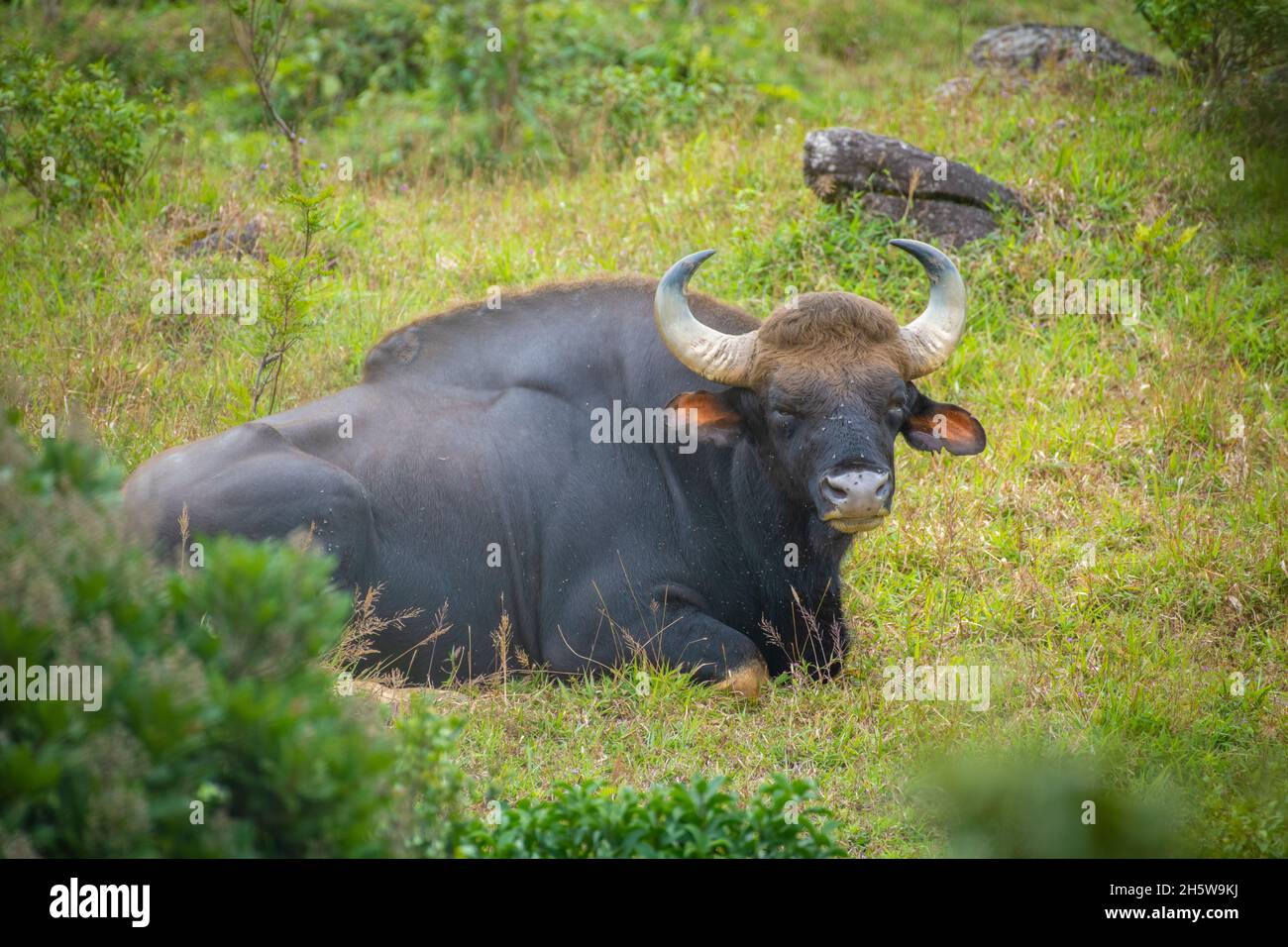 Der Kaur, auch bekannt als der indische Bison, ist ein Rind, das in Süd- und Südostasien beheimatet ist Stockfoto