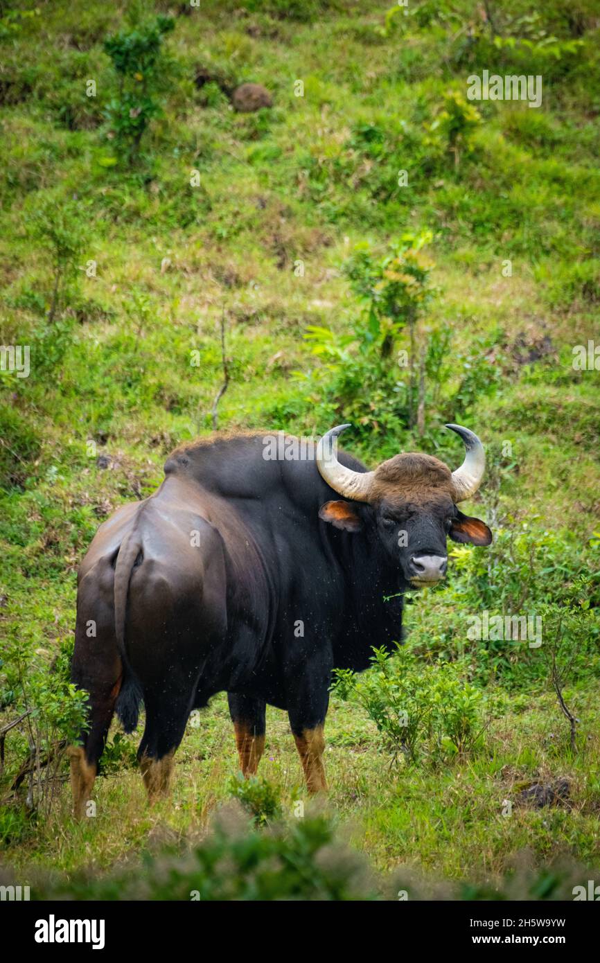 Der Kaur, auch bekannt als der indische Bison, ist ein Rind, das in Süd- und Südostasien beheimatet ist Stockfoto