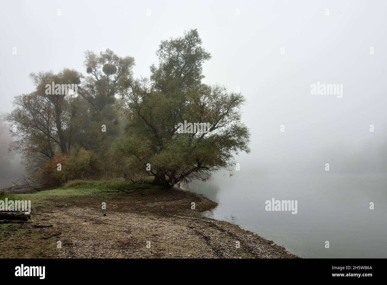 Bäume und Himmel mit dichtem Nebel in der Uferzone der Rheinauen-Feuchtgebiete, Plittersdorf, Baden-Württemberg, Deutschland. Stockfoto