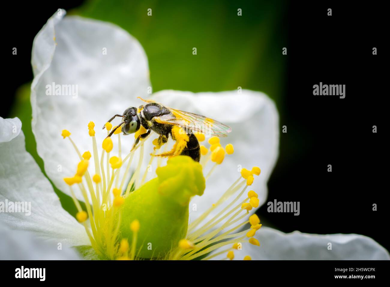 Biene auf der weißen Blume der jamaikanischen Kirsche bekommen Nektar und bestäuben Blume. Selektiver Fokus verwendet. Stockfoto