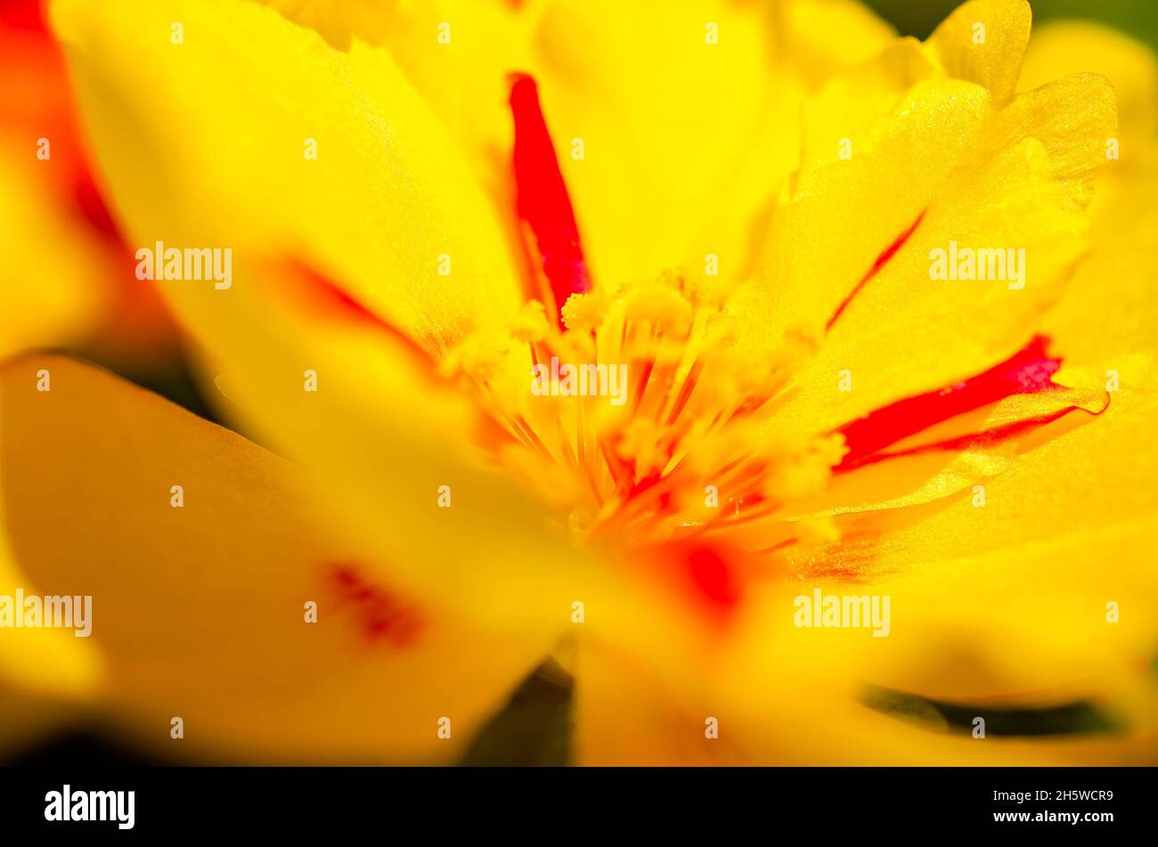 Eine gelbe Moosrose (Portulaca grandiflora) ist am 15. Mai 2016 in CODEN, Alabama, abgebildet. Die Moosrose ist eine blühende Sukulente. Stockfoto