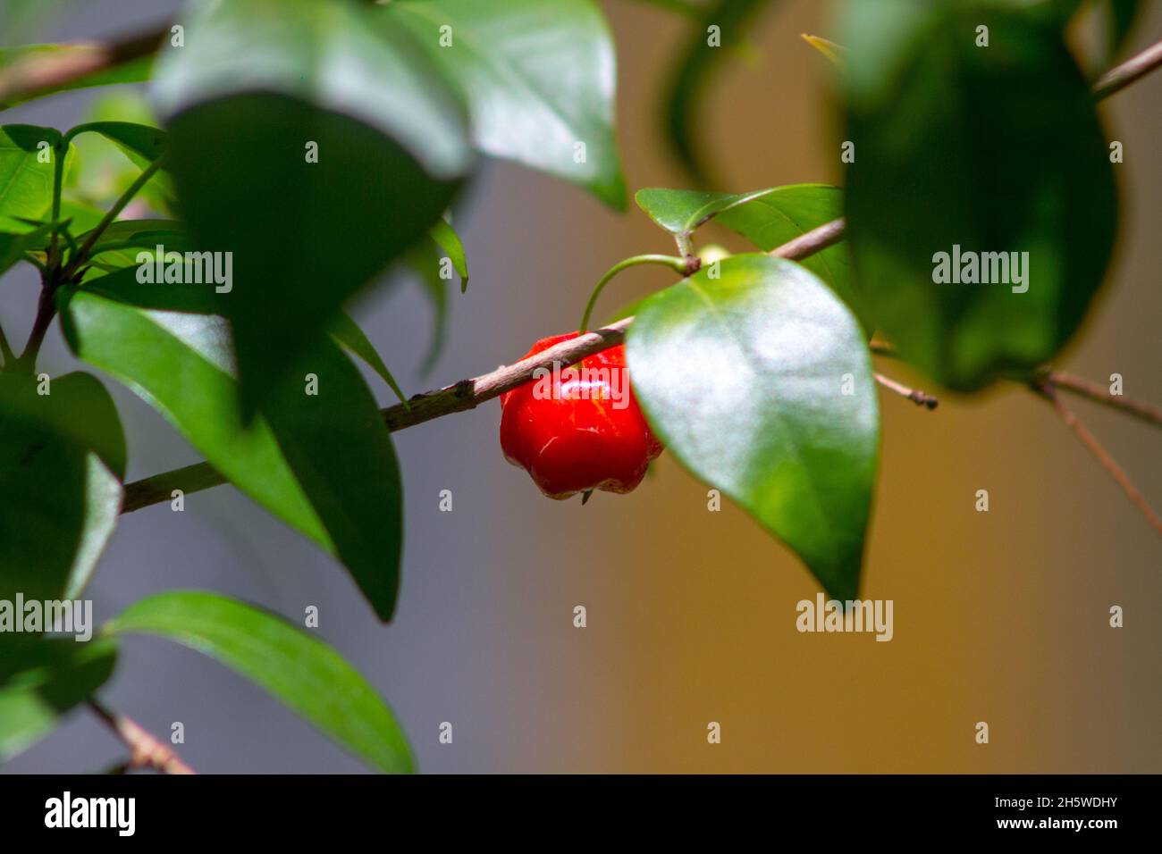 Acerola Obst im Freien in rio de janeiro. Stockfoto