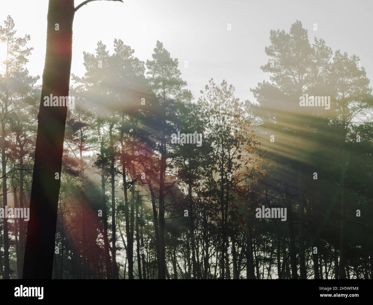 Morgen im Wald. Hoher Kiefernwald. Nebel steigt zwischen den Baumkronen. Es ist ein sonniger Morgen, die Sonnenstrahlen beleuchten den Nebel. Stockfoto