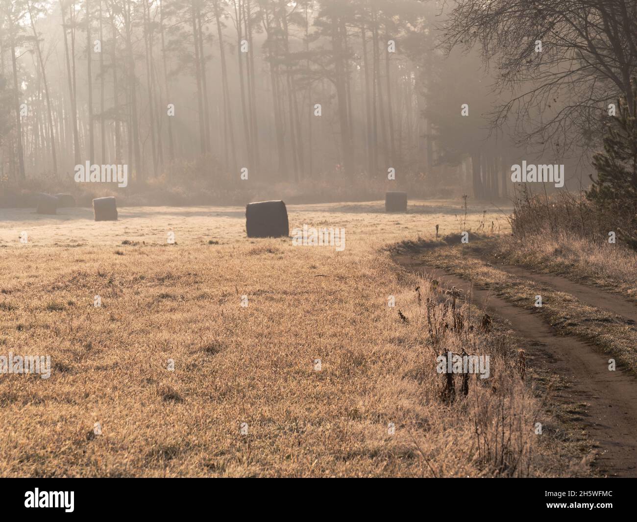 Wiese nach Heuschnitten. Dämpfen von gepressten Heuballen. Im Hintergrund befindet sich ein hoher Kiefernwald mit Nebel. Es ist ein sonniger Herbstmorgen. Stockfoto