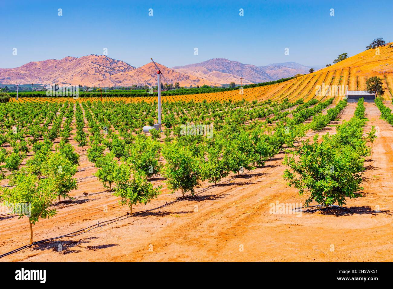 Das San Joaquin Valley ist voll von jungen Zitrusbäumen und umgeben von anderen Obstgärten im landwirtschaftlichen Zentrum von Kalifornien, in der Nähe von Visalia und F Stockfoto