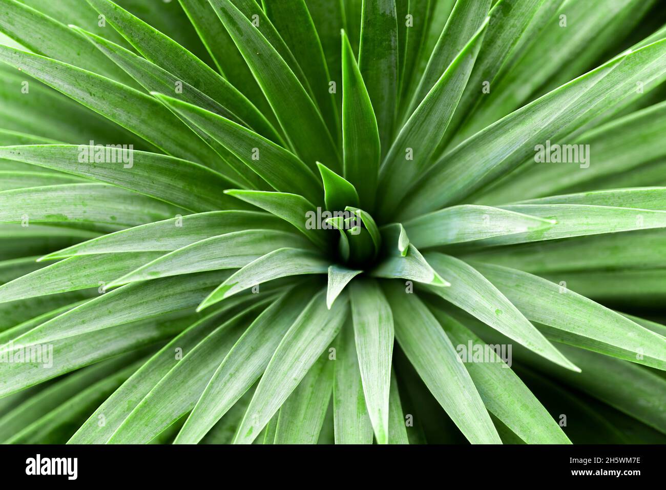 Hintergrund des grünen Kaktus Blätter dreieckige Form close-up. Stockfoto