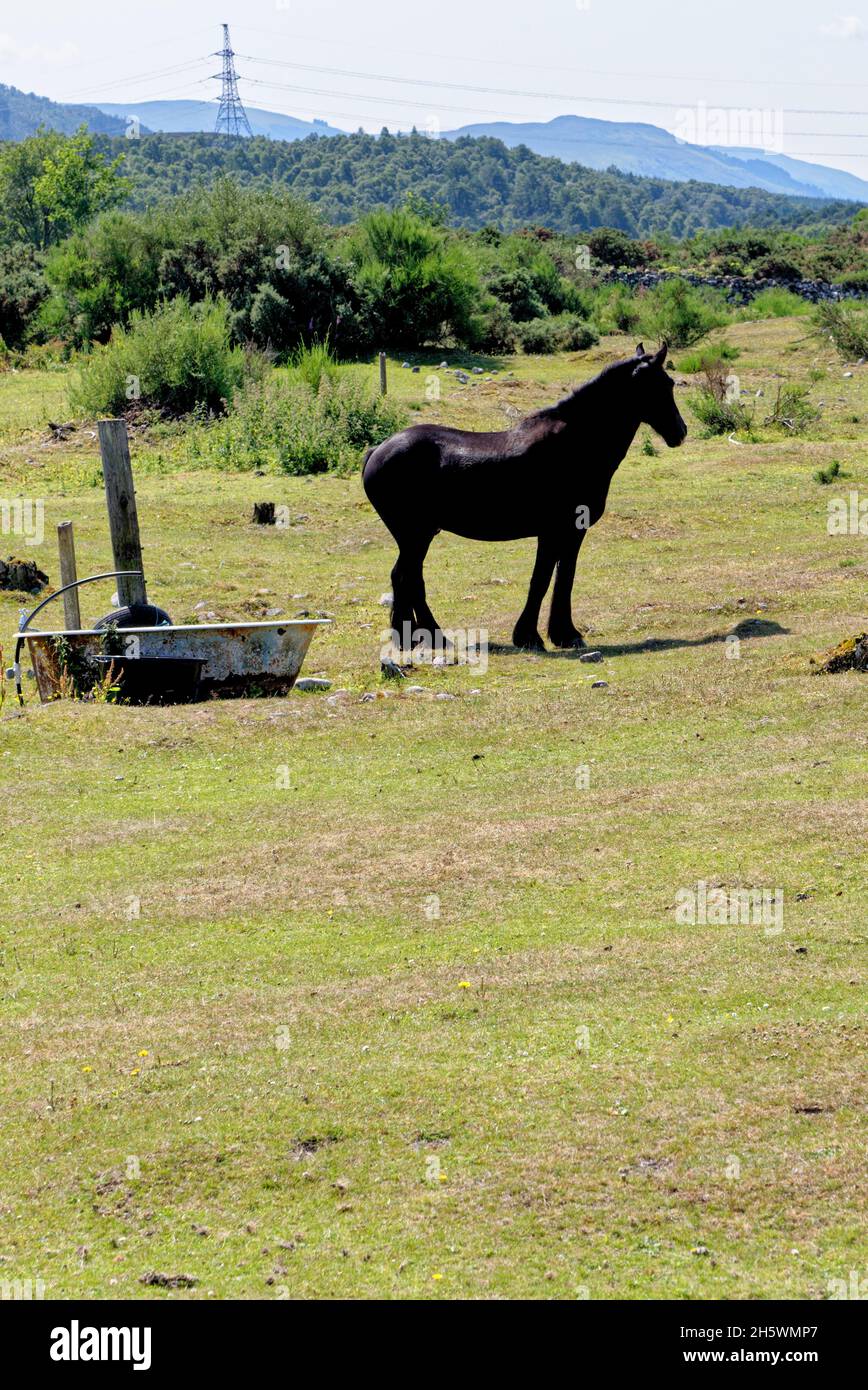 Pferd auf der Weide bei Sonnenuntergang in der Nähe von Fort Augustus, Highland, Schottland, Großbritannien, Europa. Juli 2021 Stockfoto