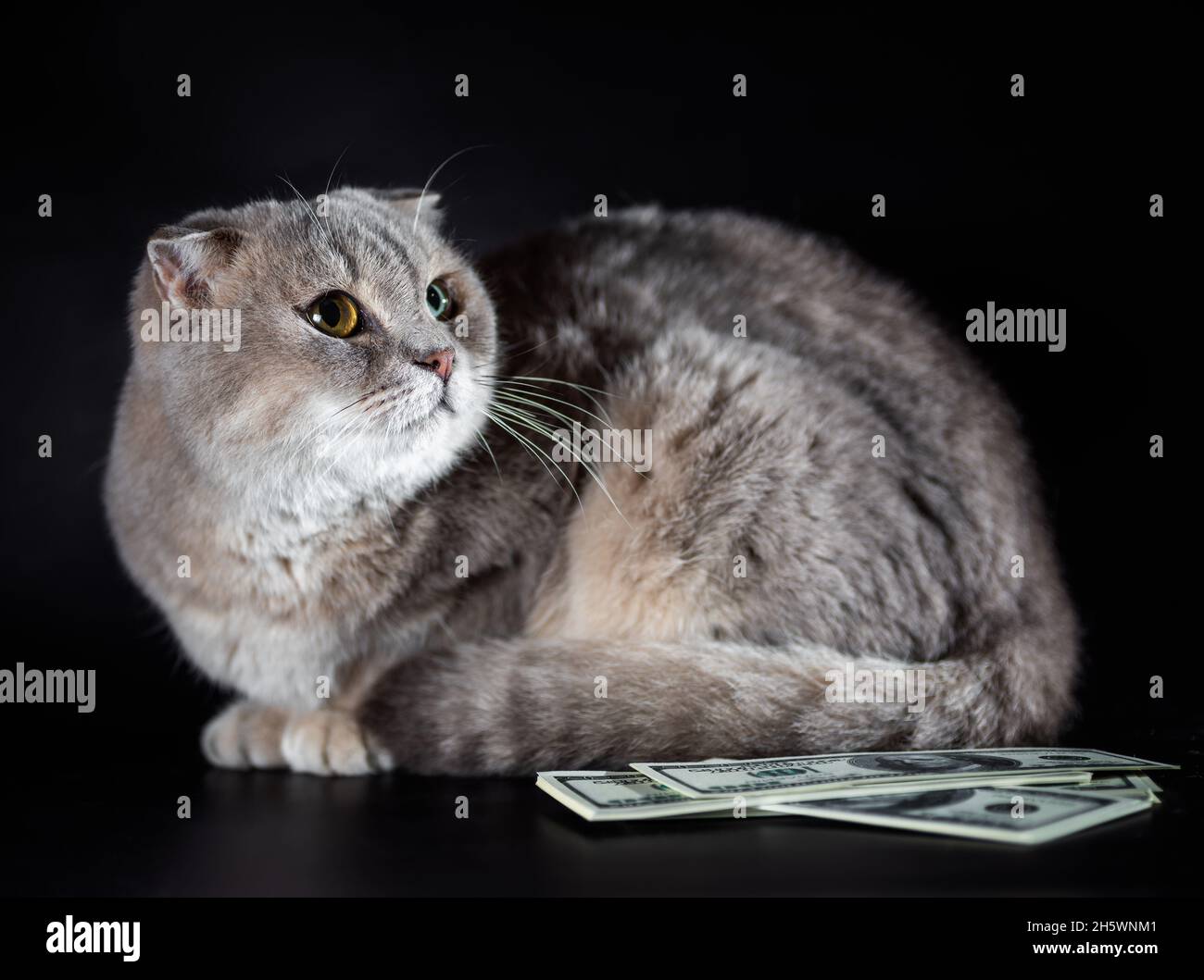 britische Falte Katze und Dollar Scheine auf schwarzem Hintergrund Studio aufgenommen Stockfoto