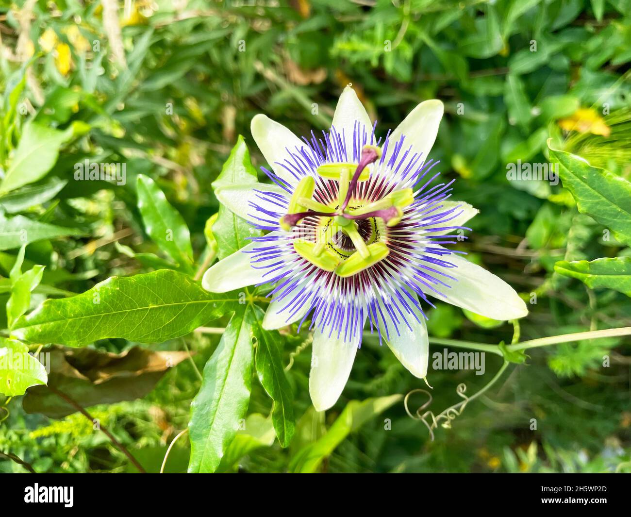 Blütenstand der Passiflora-Pflanze, Nahaufnahme der Blüte Stockfoto