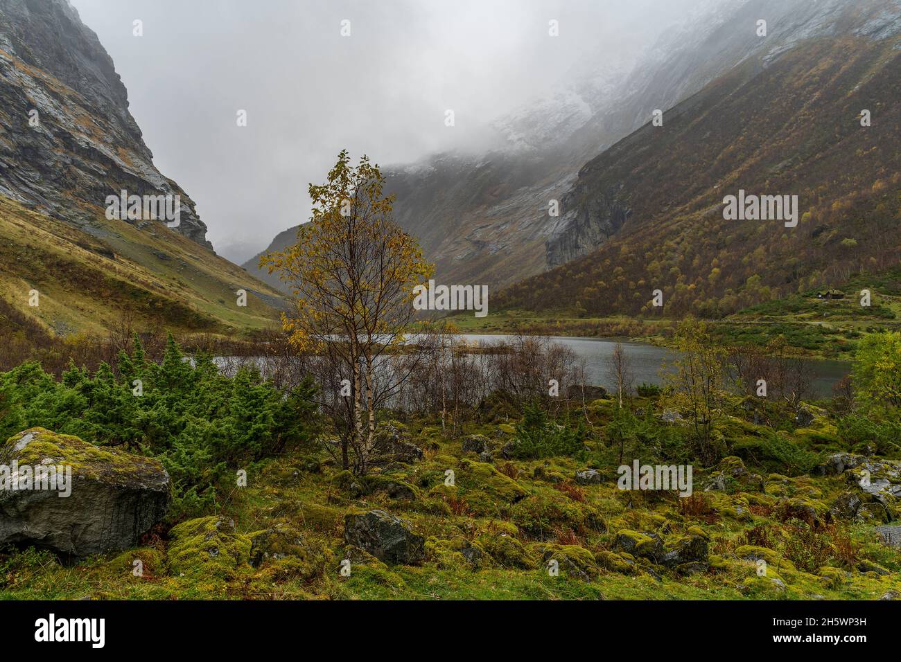 gelbe Birke im Tal von Sunnmørsalpene, mit See im engen Tal zwischen steilen Bergen. Herbst in Norwegen. Norwegisches Wetter, neblig und regnerisch. Stockfoto
