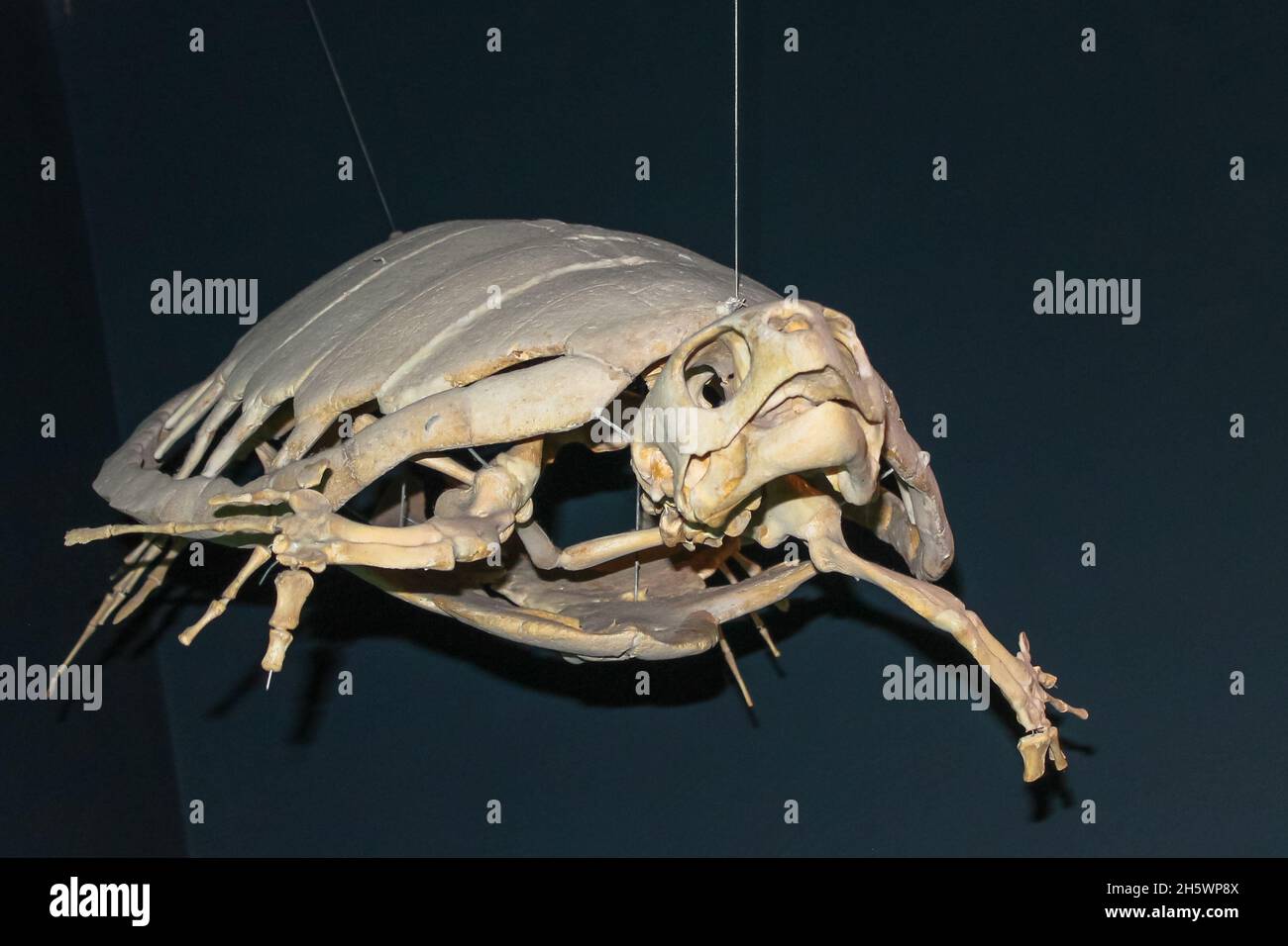 Weiße Skelettknochen einer großen Schildkröte auf schwarzem Hintergrund. Marine- und Landschildkröten Chelonioidea hängen an einer Decke im Paläontologischen Museu Stockfoto