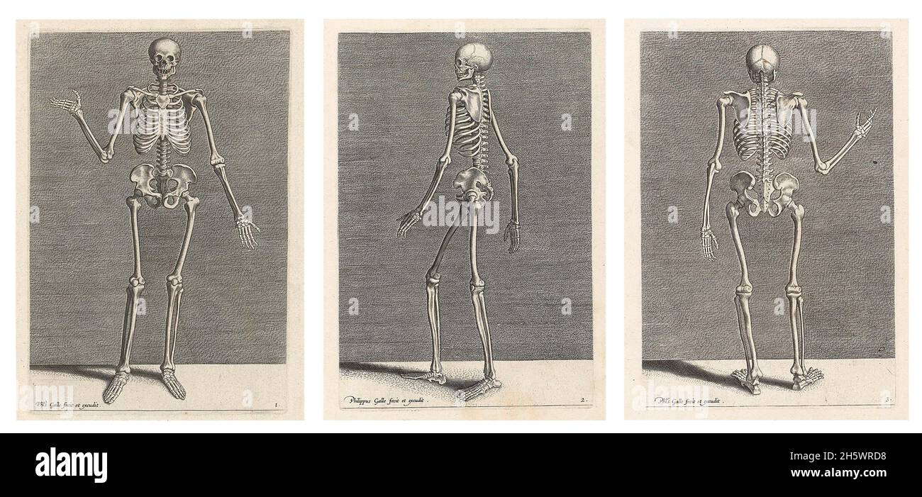 Historische Strichzeichnungen von Philips Galle, 1589, mit einem Skelett von vorne, hinten und an der Seite. Teil einer dreizehnteiligen Serie über die Grundlagen der Zeichnung. Eine digital optimierte Zusammenstellung von 3 historischen Bildern. Stockfoto