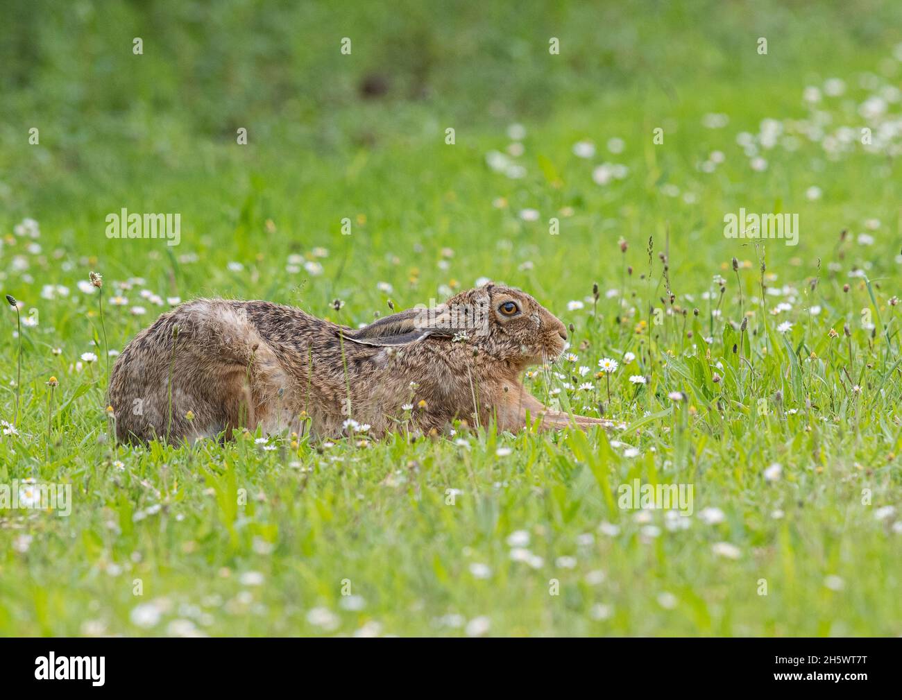 Ein brauner Hasen, der sich wie ein Hund niederlegt und sich in der Sonne in einem Feld voller Gänseblümchen entspannt. Suffolk, Großbritannien Stockfoto